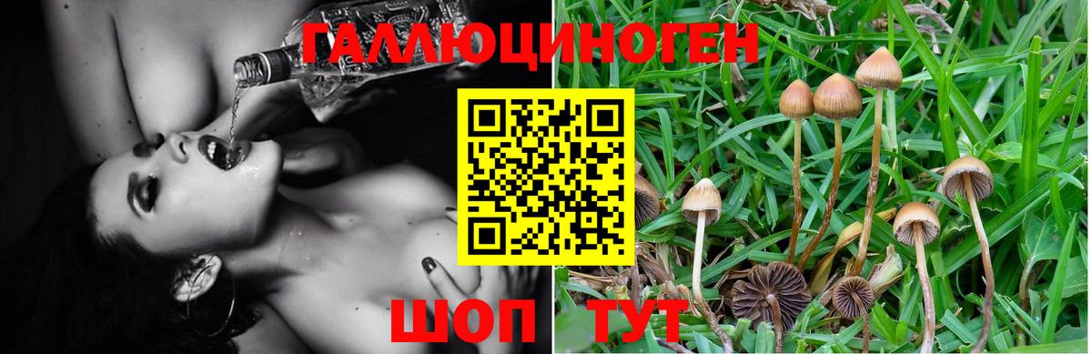 Нововоронеж  Псилоцибиновые грибы Magic Shrooms  Вход с VPN  Галлюциногенные грибы GOLDEN TEACHER 